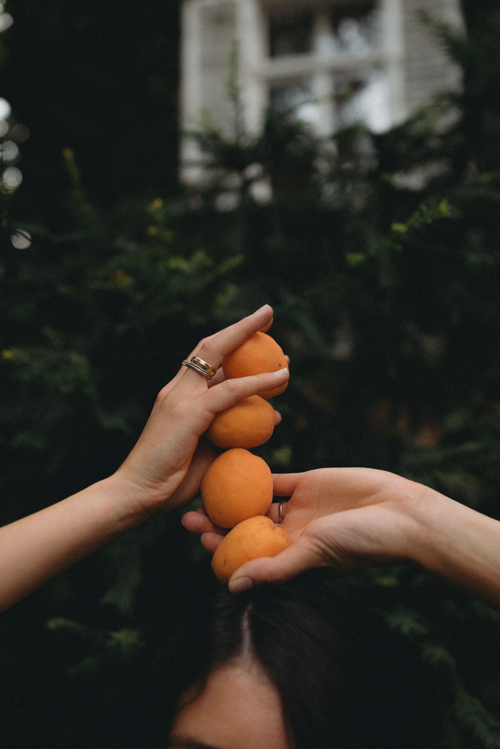 Eine Frau hält vier Vinschger Bergmarillen in den Händen über dem Kopf.